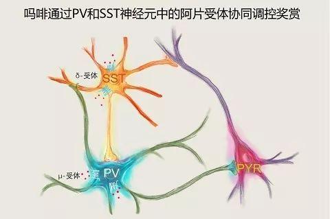 英特尔神经拟态系统的类脑能力基于人脑启发的技术进步